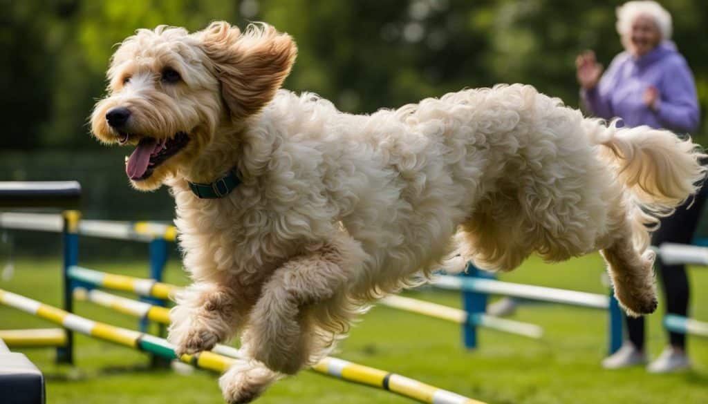 labradoodle training