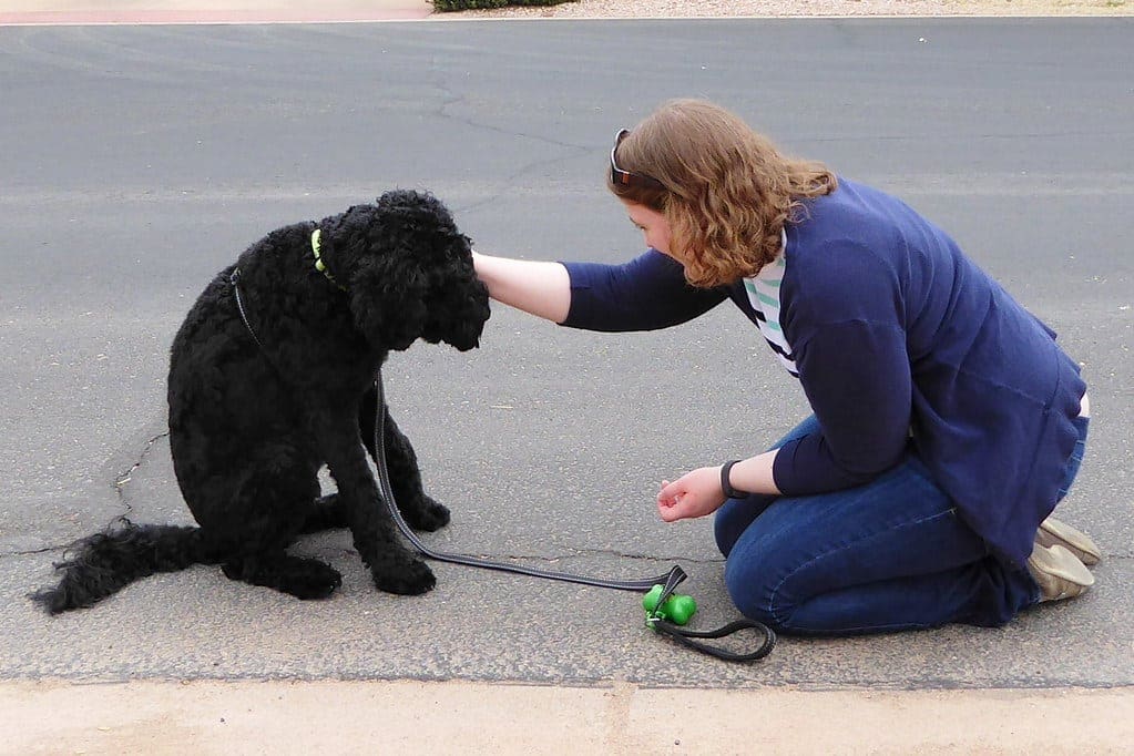 labradoodle training