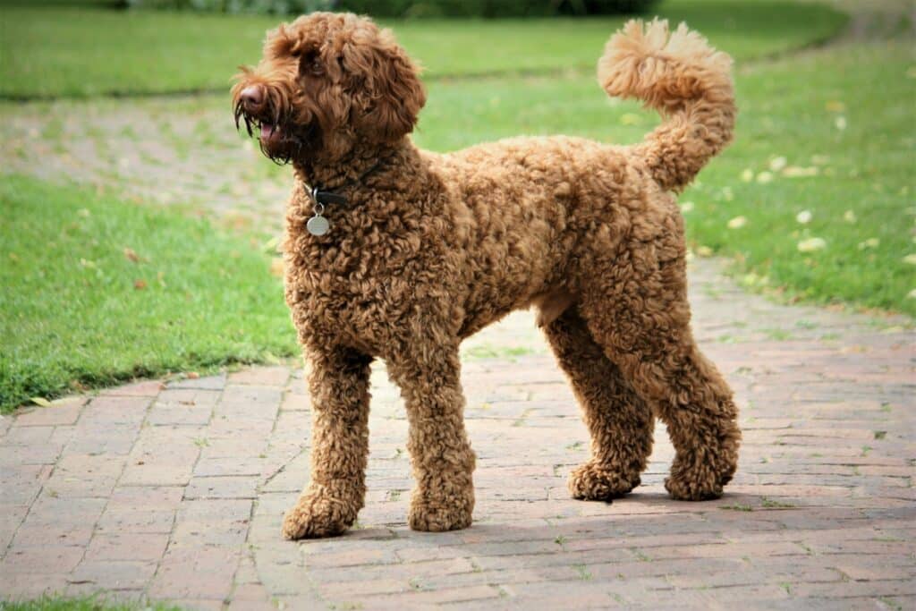 labradoodle te koop