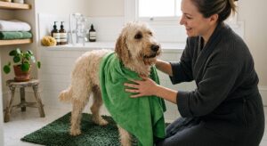 Labradoodle wordt afgedroogd met microvezel handdoek